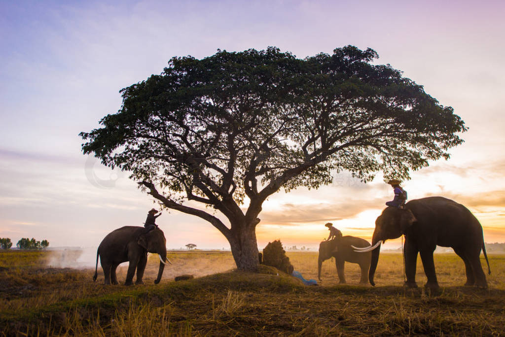 Elephants at sunrise in Thailand