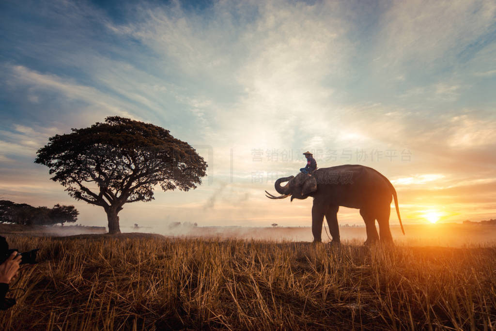 Elephant at sunrise in Thailand