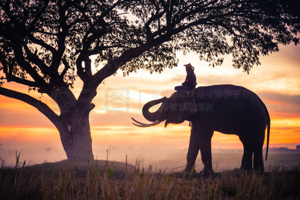 Elephant at sunrise in Thailand