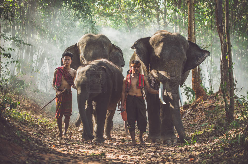 Group of thai shepherds in the jungle with elephants. Historic