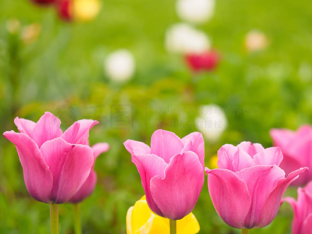 Pink tulips on a background of green leaves. Valentines day and