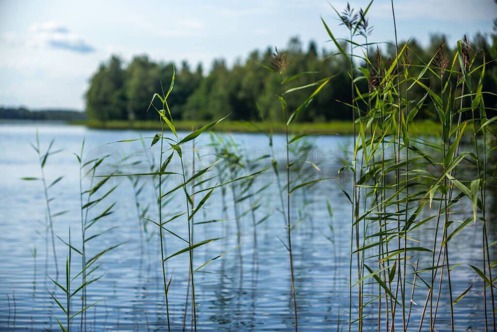 Detail of reeds plants on the shores of the calm Saimaa lake in