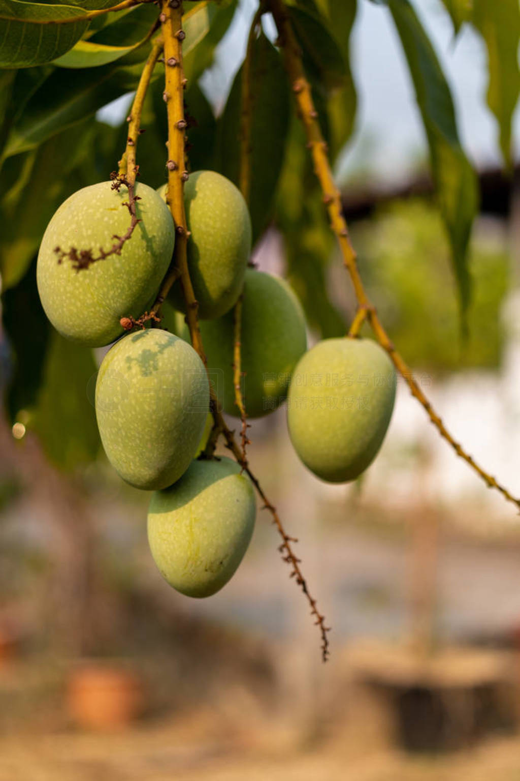 Raw wild green mangoes hanging on branch, close-up