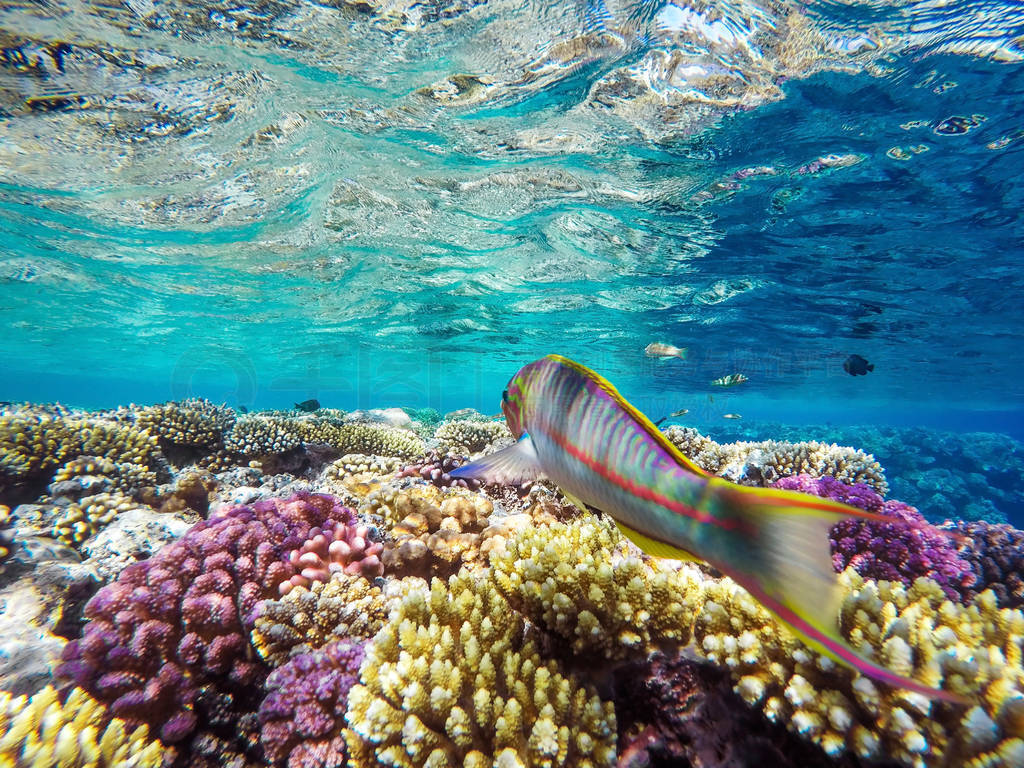 colorful corals and exotic fishes at the bottom of the red sea.