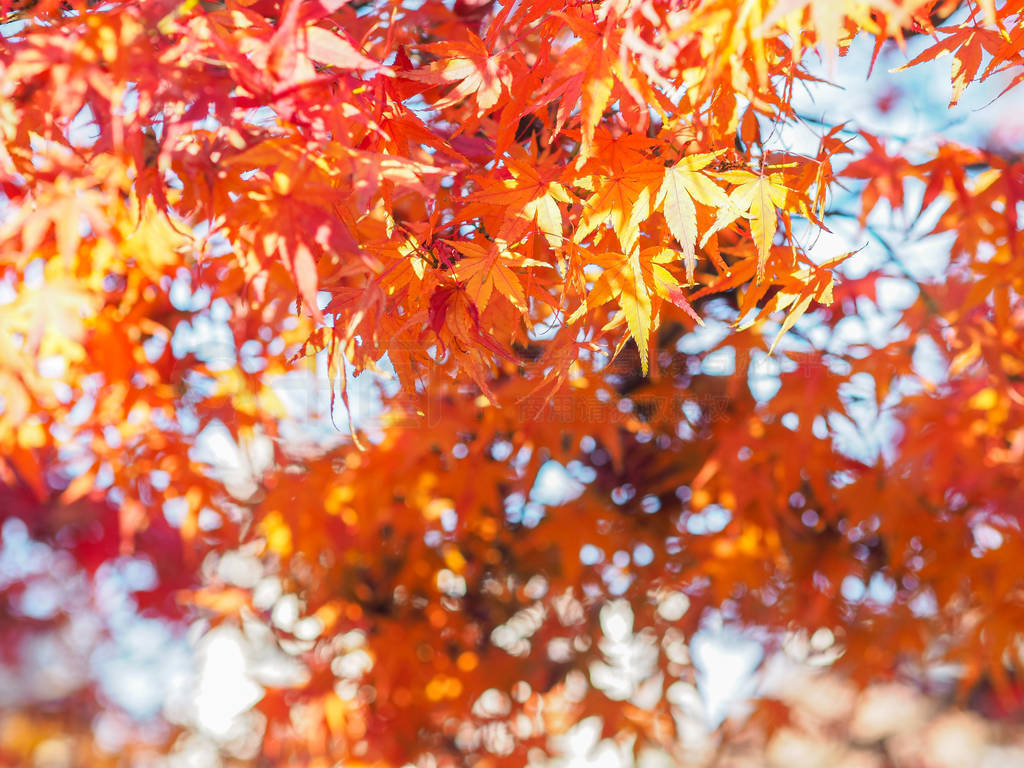 red maple leaves on blurred autumn background