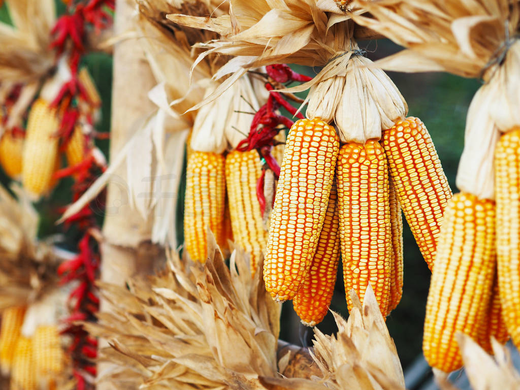 yellow dried sweet corn in a row on cob hanging under the roof.