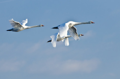 20三个白色的天鹅在蔚蓝的天空飞230自然喙鸟关闭脚飞羽毛上升蹼状的