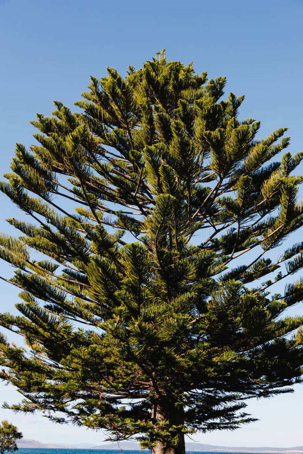 Australian native norfolk pine tree next to the beach