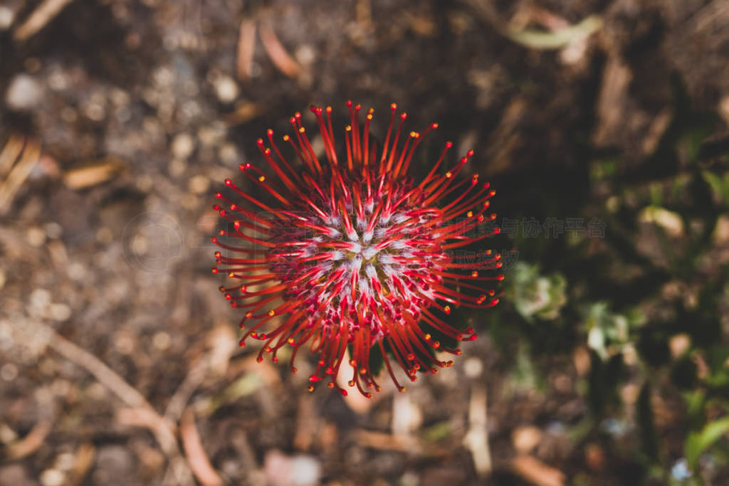 native Australian protea plant with red flowers in bloom