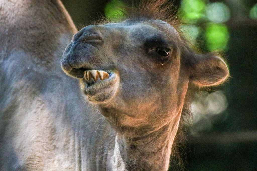 Close-up of a funny looking camel