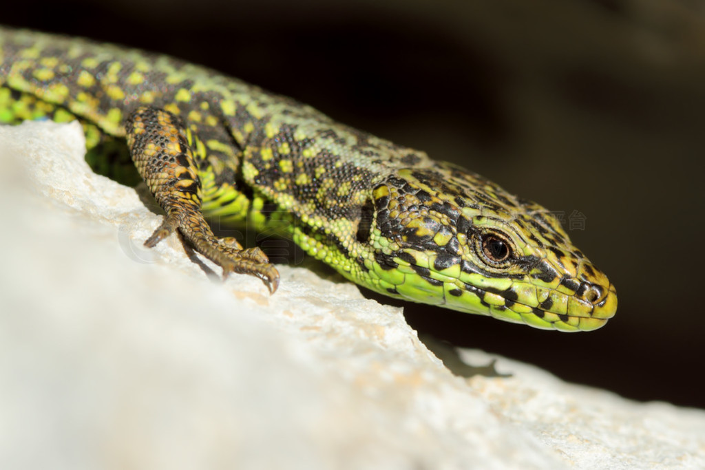 lzard (iberolacerta monticola), Asturies. Espagne