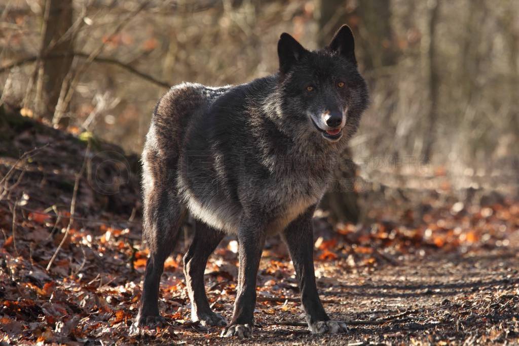 A north american wolf (Canis lupus) staying in the forest.