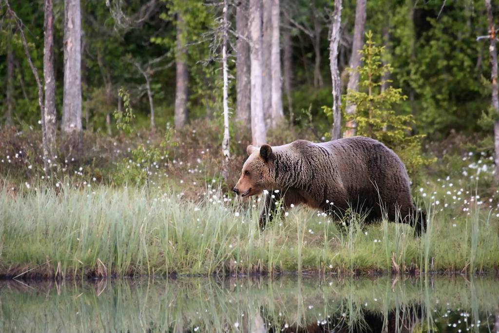 The brown bear (Ursus arctos) female walking in the green grass