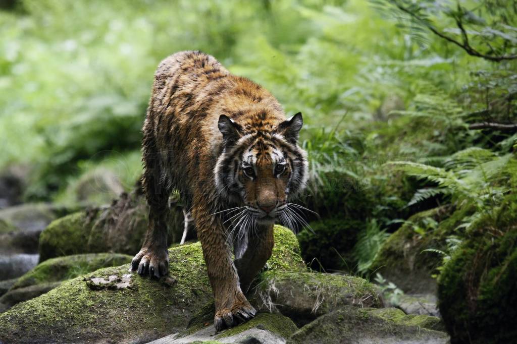 The Siberian tiger (Panthera tigris Tigris), or Amur tiger (Pan