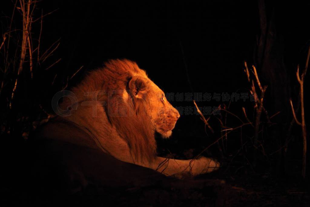 A Lion male (Panthera leo) lying in dry grassland and looking fo