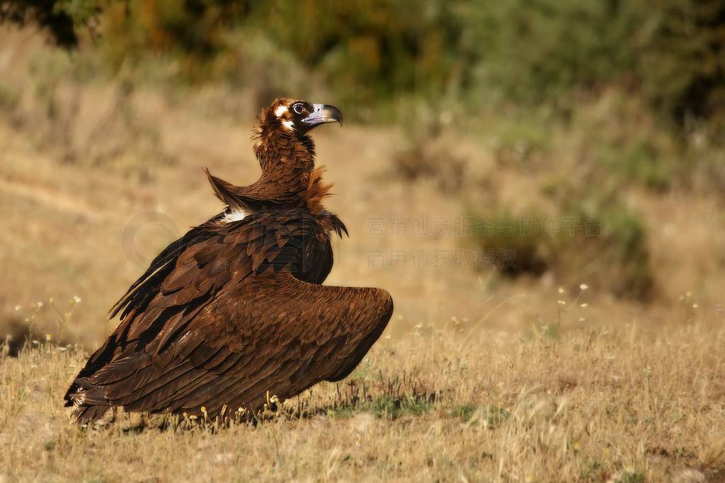 The black vulture, also called brown vulture (Aegypius monachus)