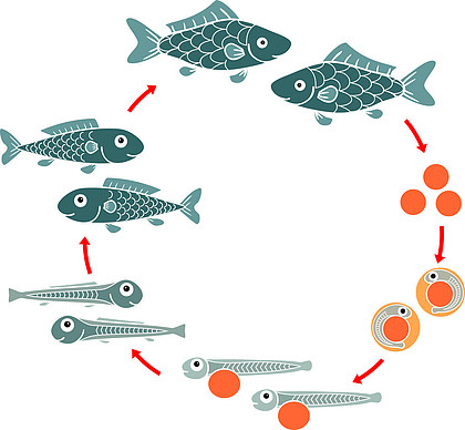 鱼的生长过程 示意图图片