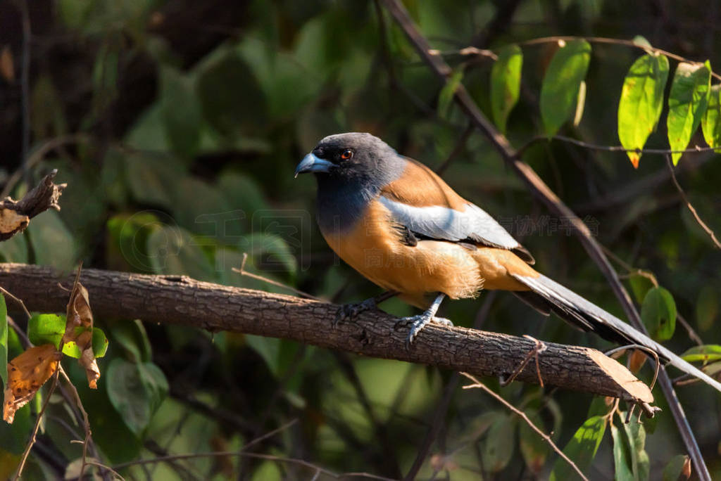 rufous treeepie  dendrocitta vagabunda Ϣӡȵ֦