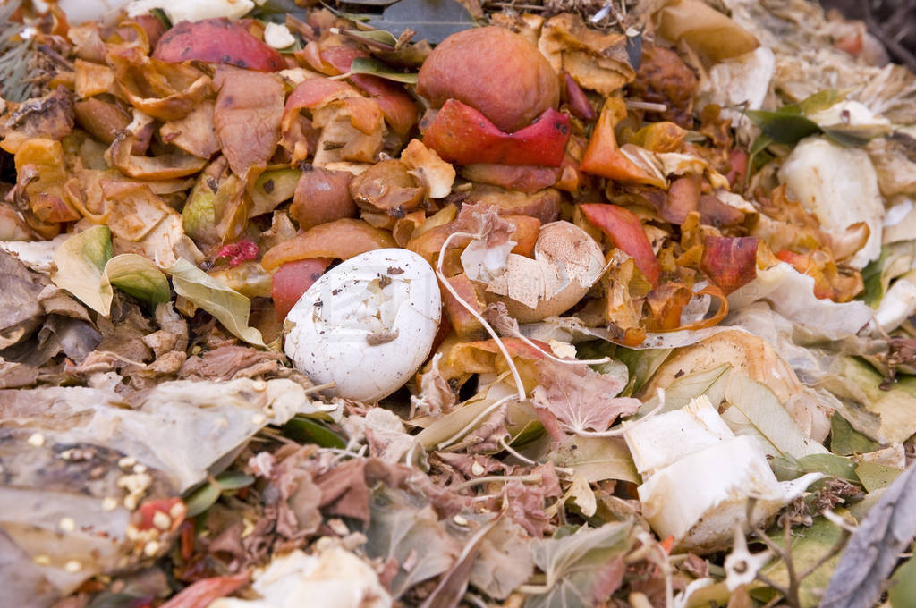An eggshell on a domestic compost heap