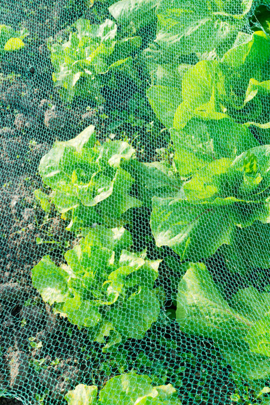 Fresh green lettuce under a protection net