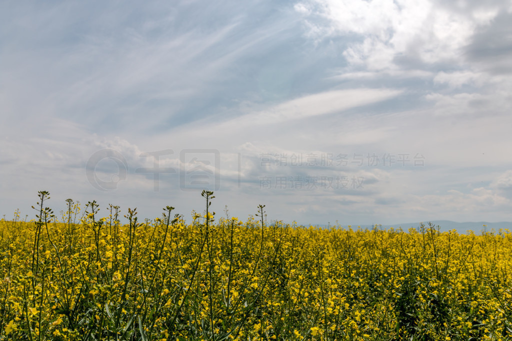 ۵ rapefield ͶƵɫ