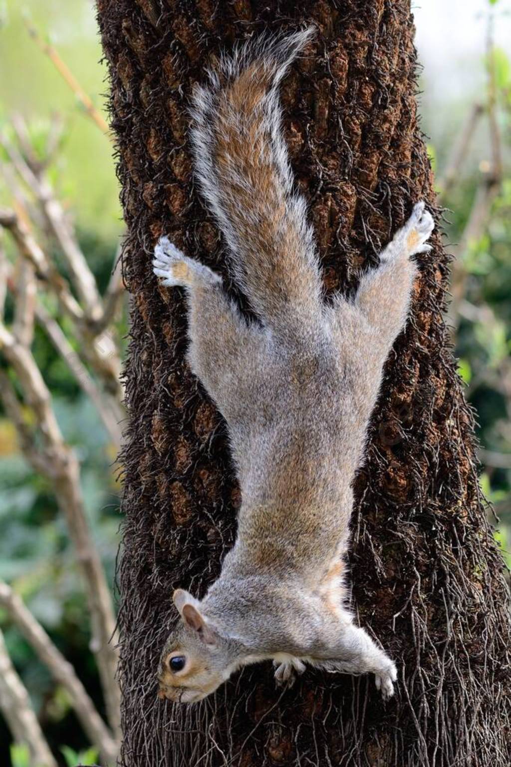 芬利森的松鼠会爬树高清摄影大图-千库网