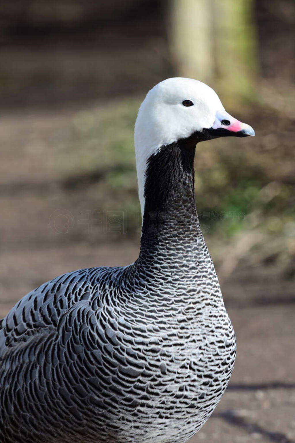 Emperor goose (anser canagicus)