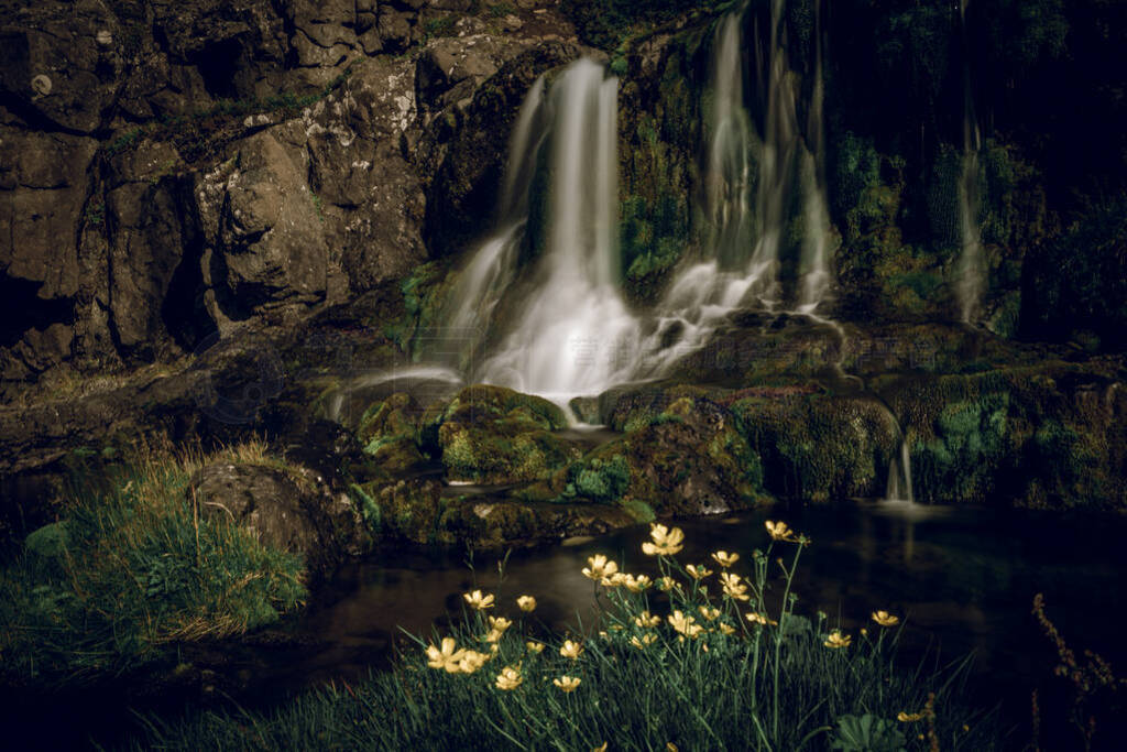 Buttercups and waterfall early spring in Iceland.