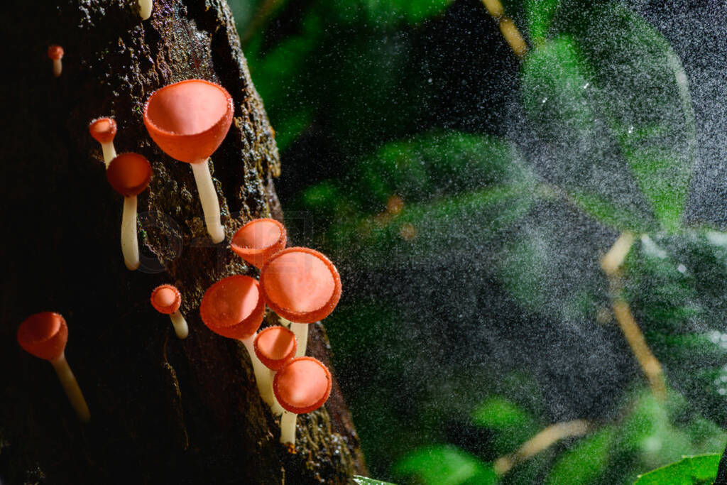 Fungi cup red Mushroom Champagne Cup