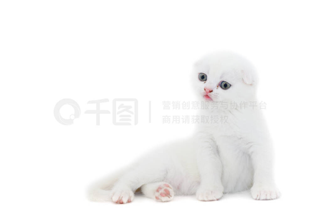 Cute white Scottish fold kitten sitting isolated