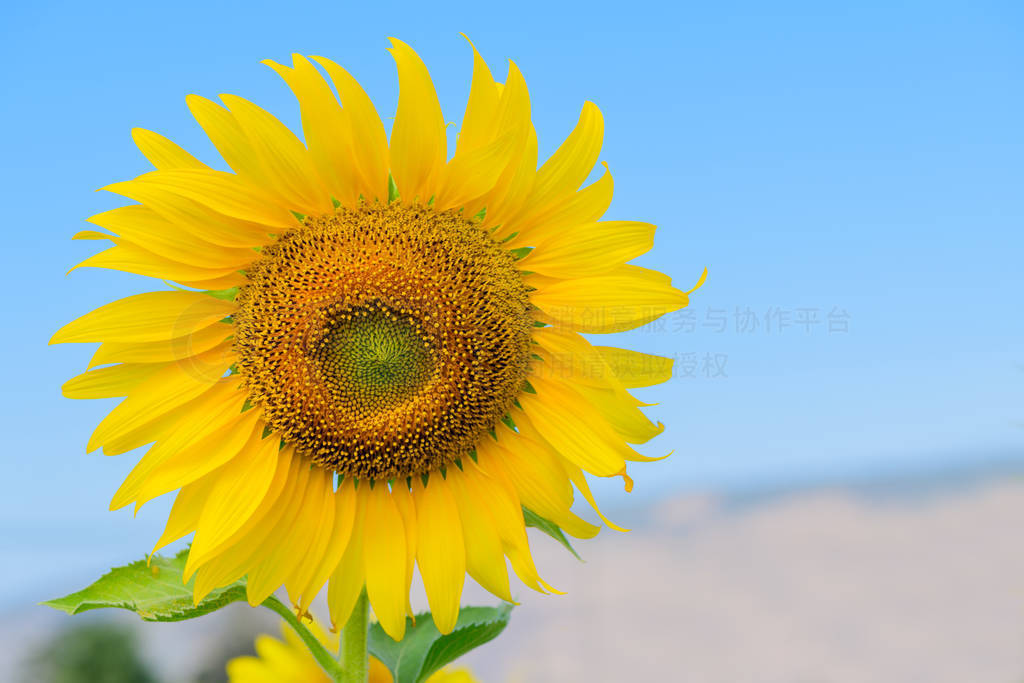 Beautiful sunflower blooming on summer with blue sky