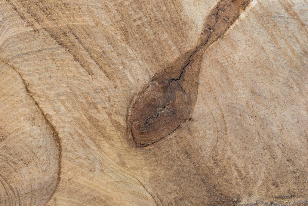cut poplar tree wooden background texture