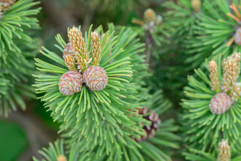 pinus mugo, pine young cones and shoots on tree branches