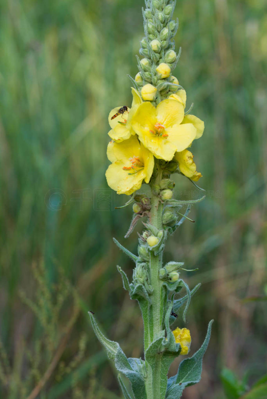 mullein, velvet palnt yellow flowers