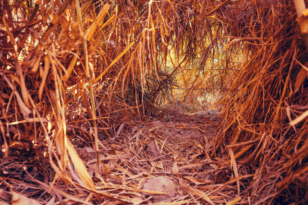 ɳĮеͨٲС·еһein gedi reserve, israel