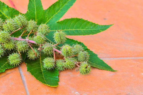 蓖麻子豆植物的種子莢