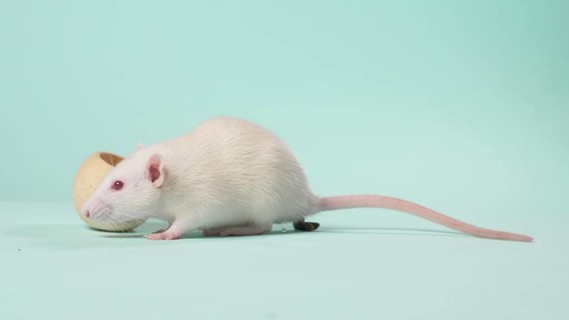 科研图中小白鼠图片