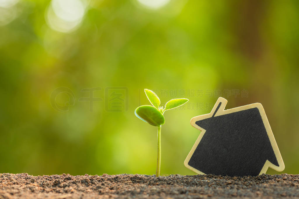 Green sprout growing in soil and wooden house symbol on outdoor