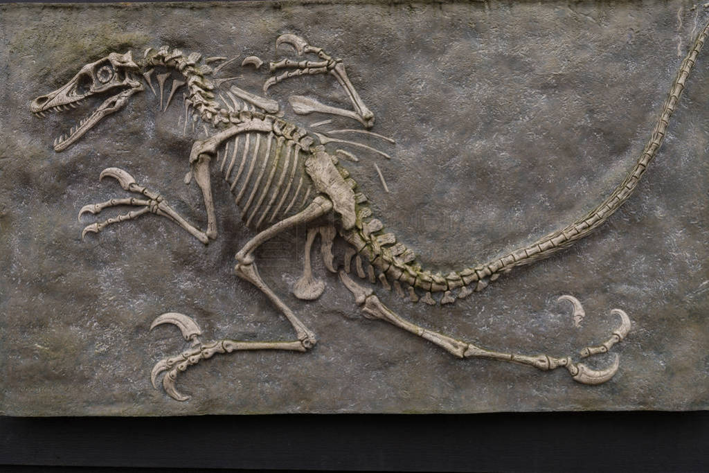 Dinosaur fossil from prehistoric evolution