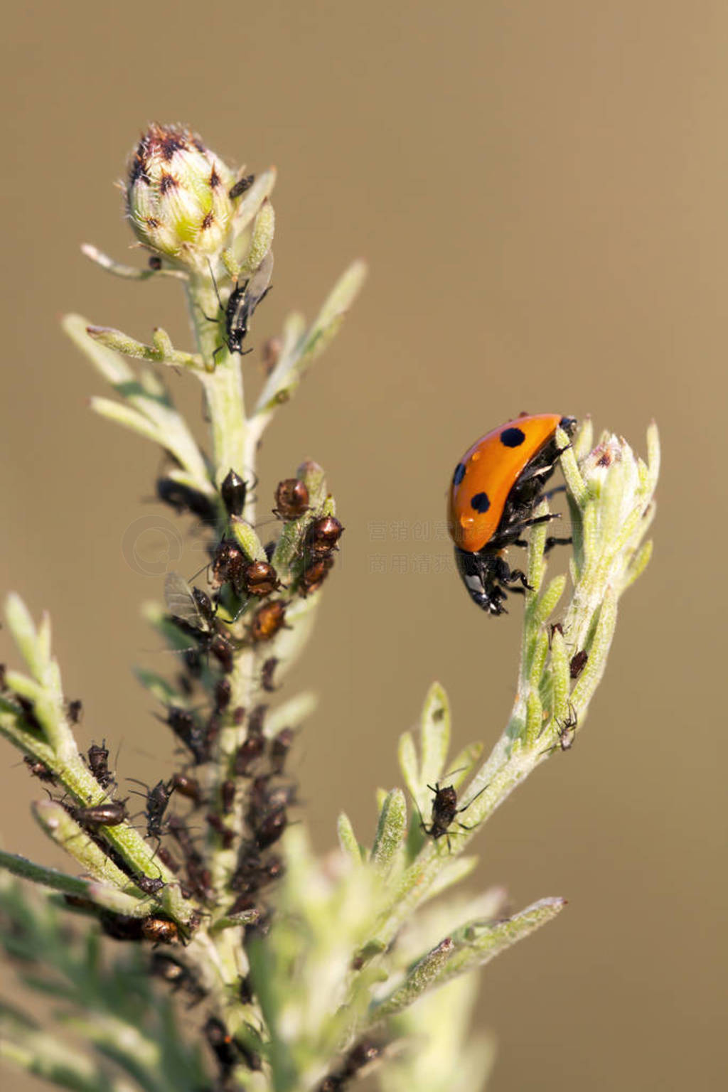 Aphids and a useful ladybug
