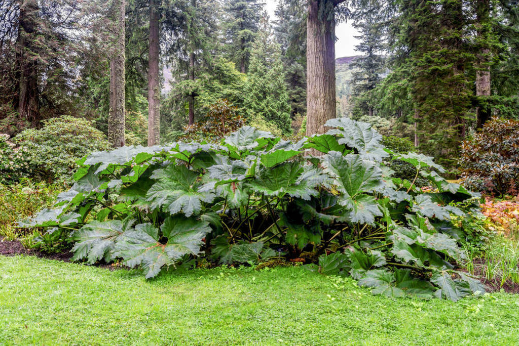 Benmore ֲ԰ɺո˹ɽҹ԰ Gunnera Manicata Ҷ