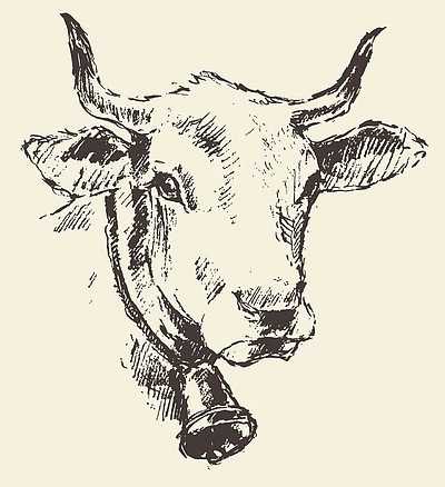 牛头与贝尔荷兰牛繁殖的素描画