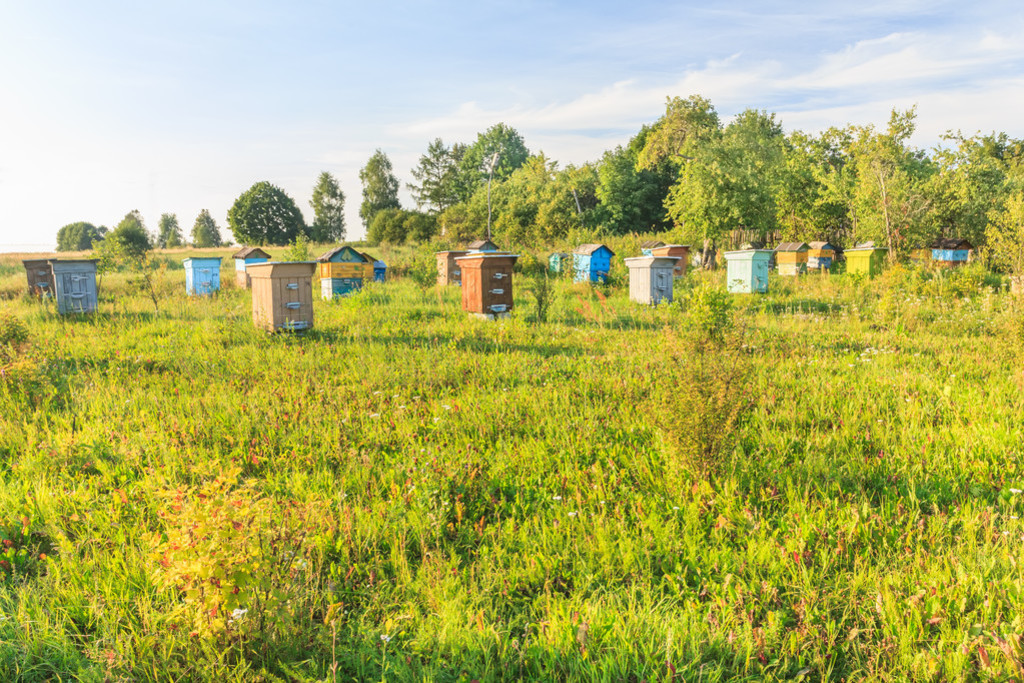 ũũ䳡ɫ beehouses