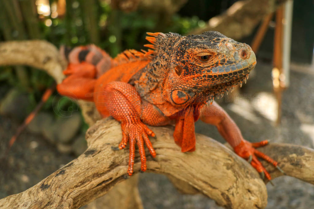 Close-up Head of Reptile. Young male Red Iguana detail of an ig
