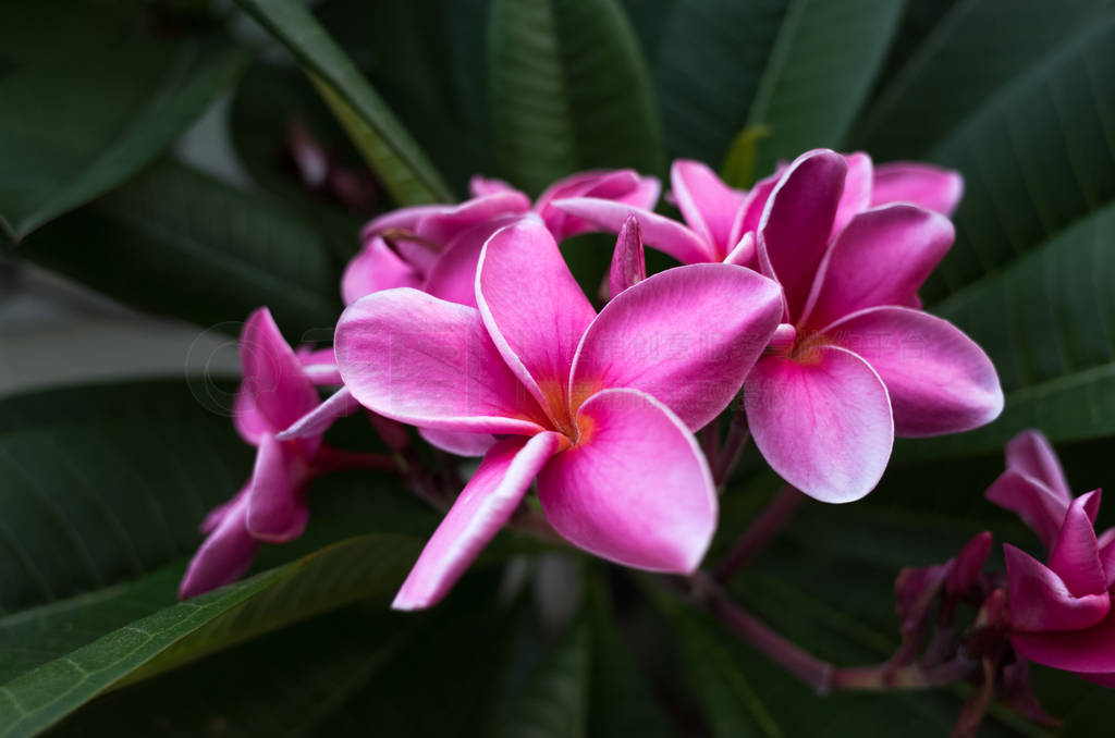  liliiflora ɫʻҶ