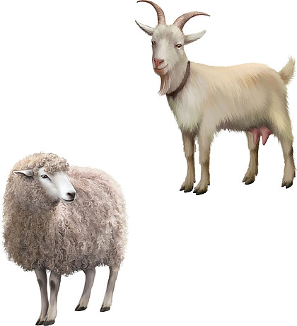 山羊和绵羊的动物