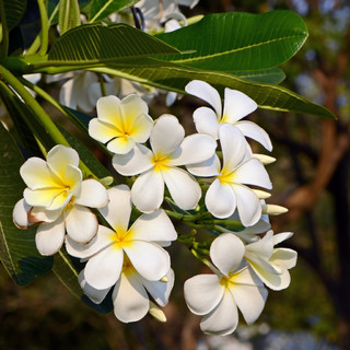 白色和黃色雞蛋花 i>屬 /i>牧草 (雞蛋花, i>赤 /i>素馨花, 槐花樹或