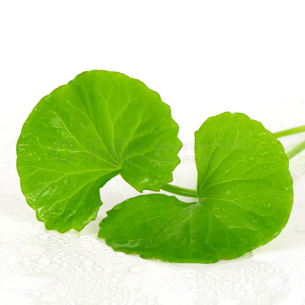 ӡ pennywort̲ҩֲ