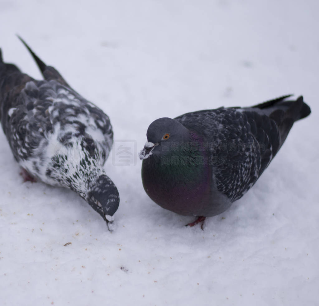 two doves pecking seeds on snow