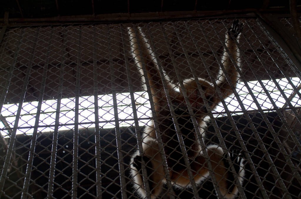 Silhouette of the aggressive monkey. Animal hanging on the othe